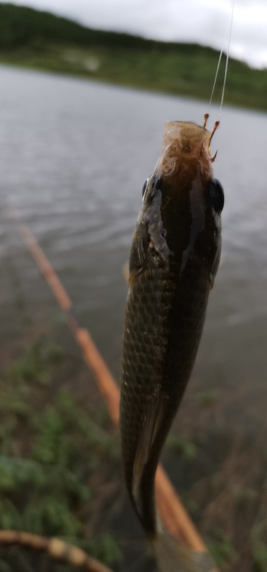 玩了多年的并继和碳素竿，总是在不断的折腾和寻找