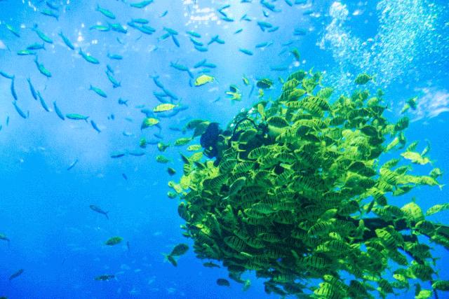 广西极地海洋馆免费吗,广西极地超大海洋馆电话