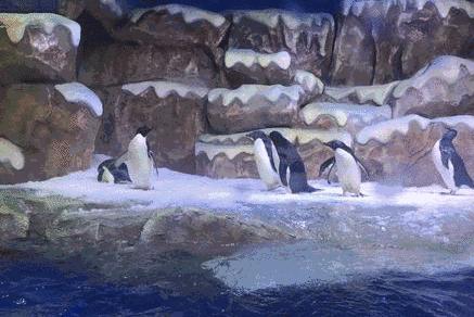 广西极地海洋馆免费吗,广西极地超大海洋馆电话