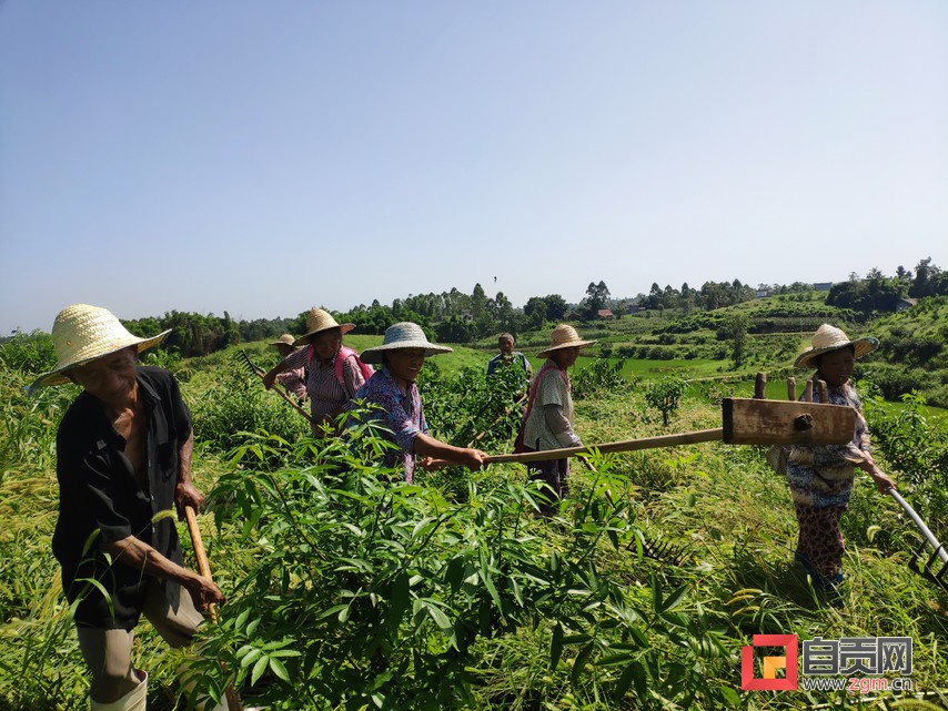从荒山头到花椒园——记创业路上的追梦人