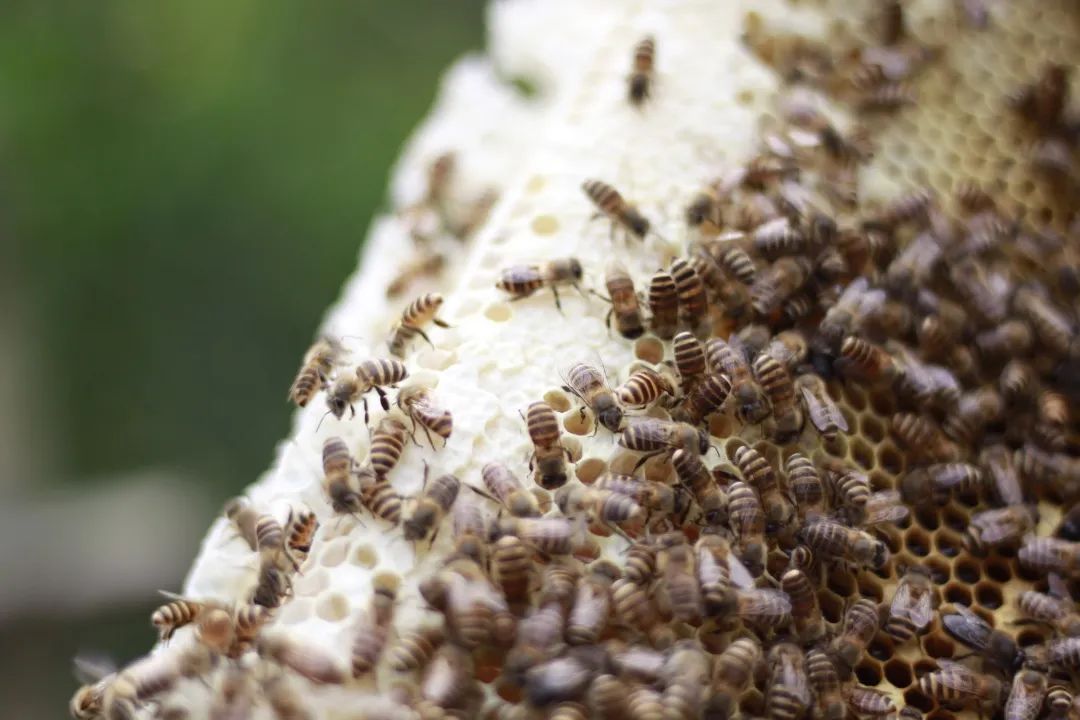 江山蜂产品,江山养蜂技术