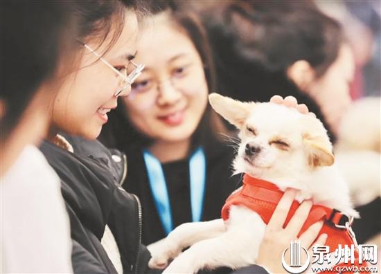 流浪狗问题引发网友激烈讨论,流浪狗问题怎么解