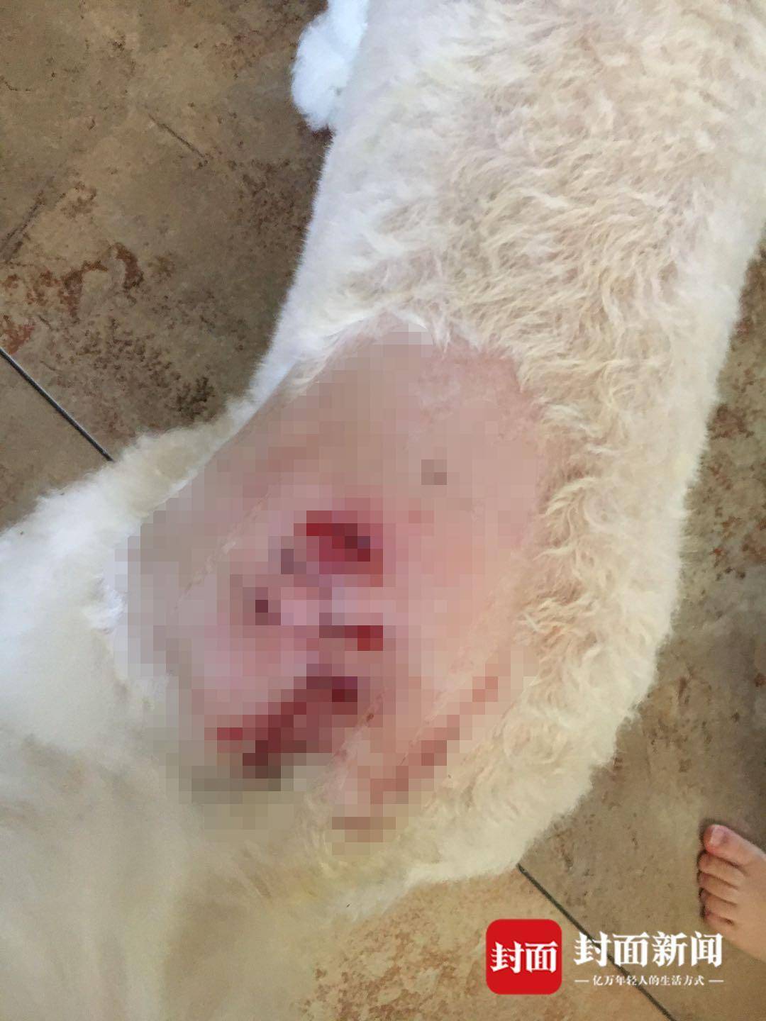 狗咬狗是否可以起诉主人,狗咬了别人法律怎么判