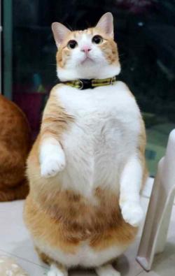 大宠爱和博来恩,博来恩和大宠爱对比