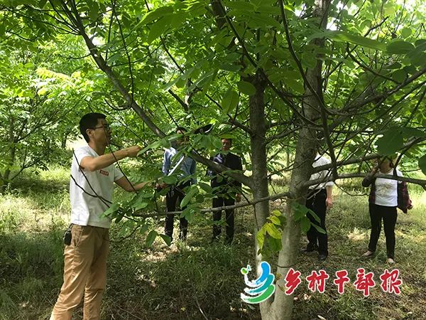 风采|陕西省陇县焦家坡村第一书记王宏：老槐树下演绎精彩扶贫故事