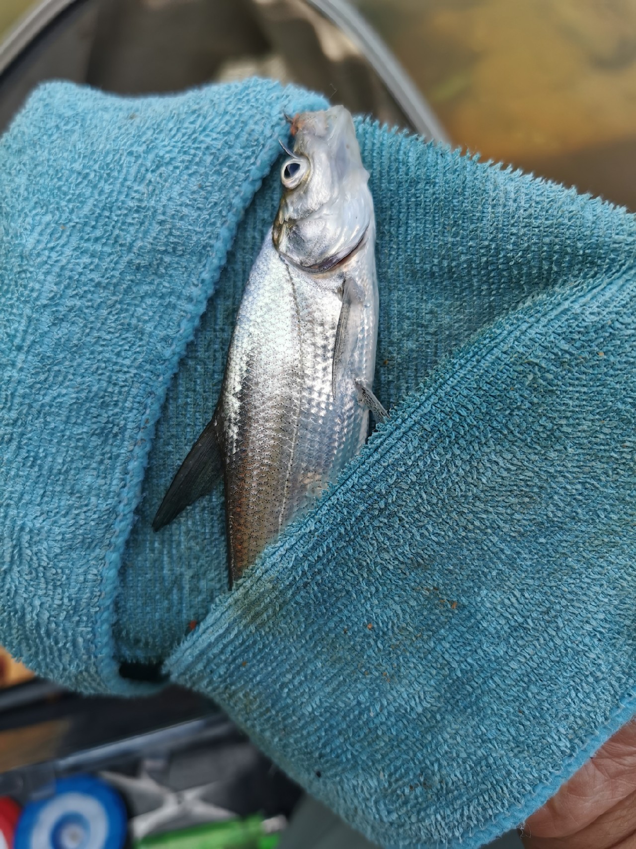 封杆之战决胜局,封竿之战