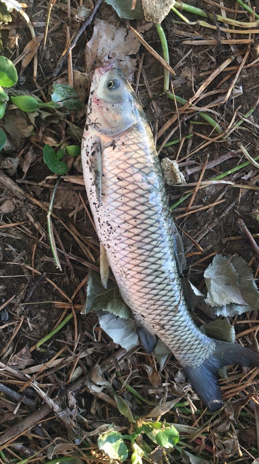 钓鱼人818完整视频,钓鱼人818攻略