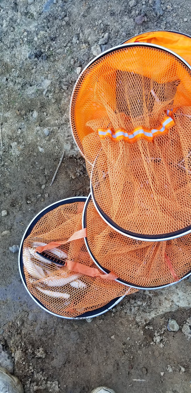 鱼没钓到还把诱饵吃了,鱼没钓到雨还下大了