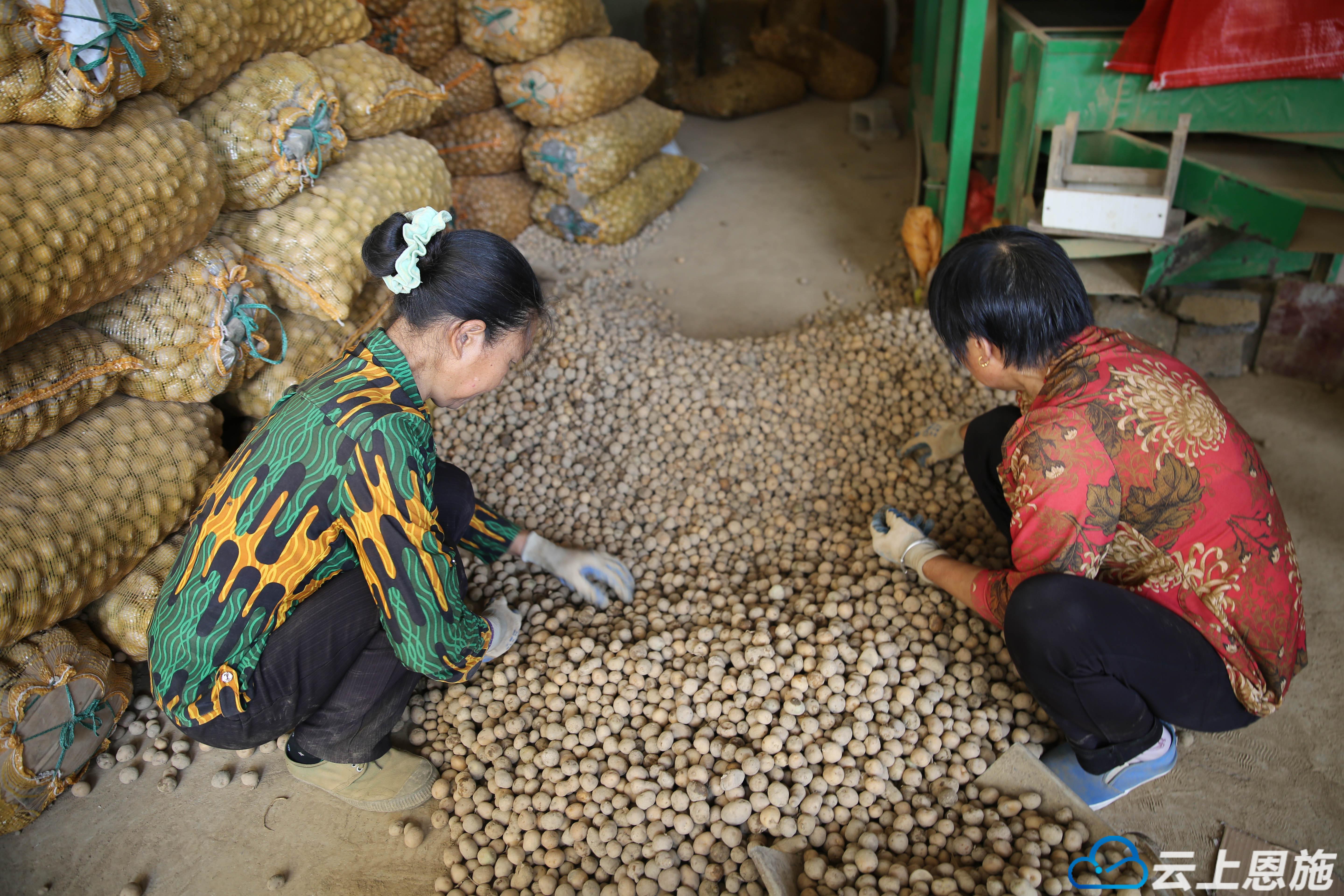 巴东山货怎么样,巴东脐橙山货上头条