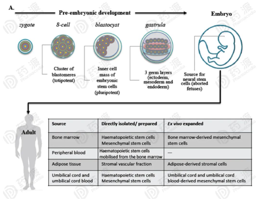 干细胞治疗中枢神经损伤最新进展,干细胞治疗神经系统的病例