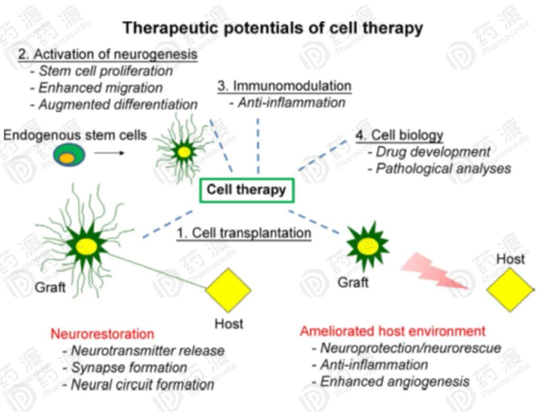 干细胞治疗中枢神经损伤最新进展,干细胞治疗神经系统的病例