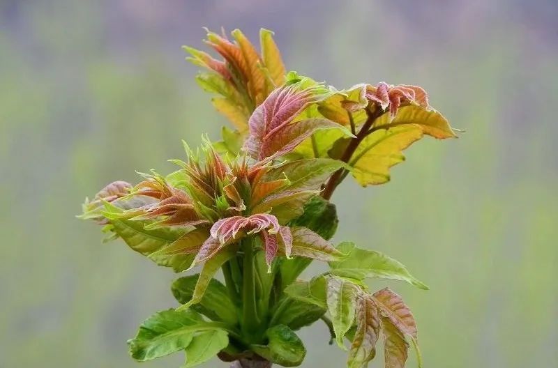 每日好诗创作,每日好诗歌朗诵