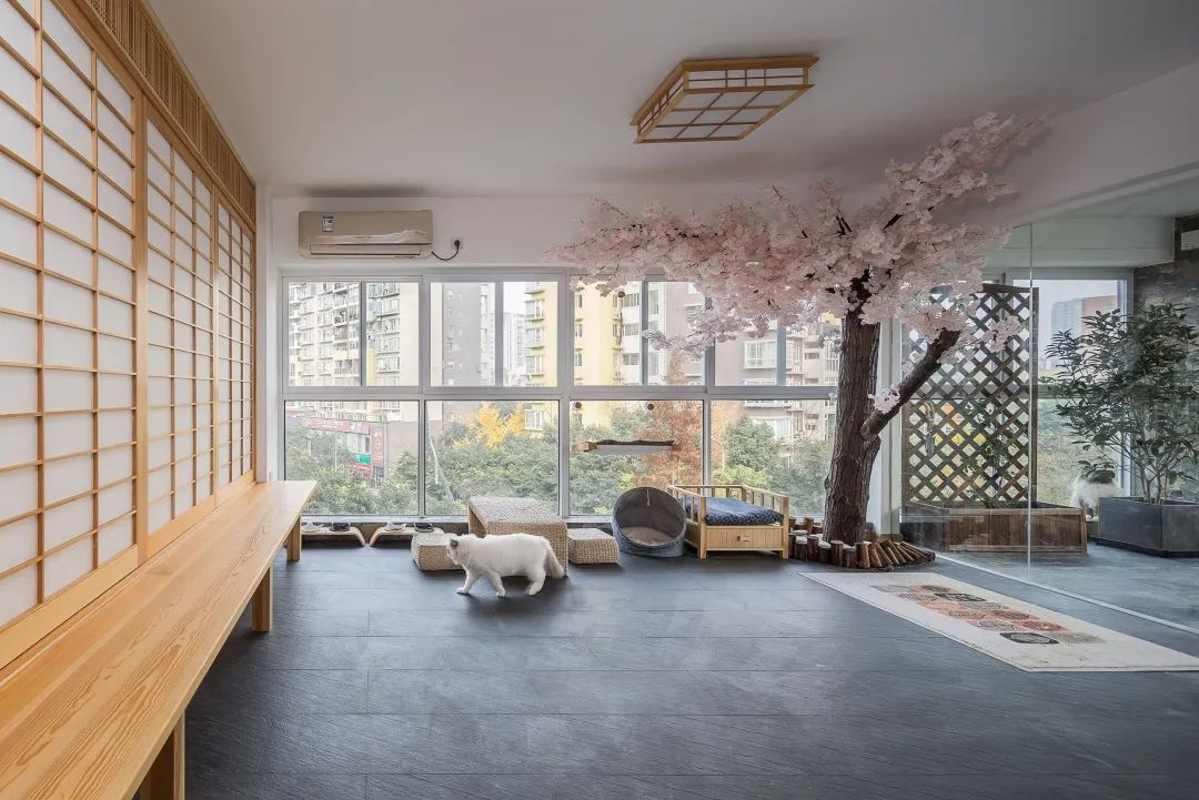 猫咪与铲屎官的美好生活,猫咪和风住宅