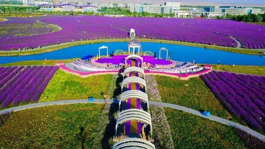 金昌薰衣草之约中式集体婚礼,一个人一座城一个清晨一个黄昏