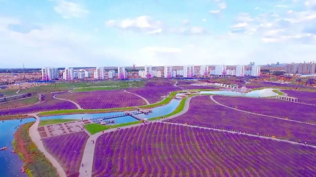 金昌薰衣草之约中式集体婚礼,一个人一座城一个清晨一个黄昏