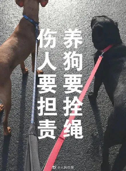 女子被藏獒吓到高位截瘫,女子突遇藏獒吓到撞墙致高位截瘫
