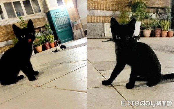 极品萌猫家门前流浪！　网见超纯毛色全*动暴**：主人是小魔女琪琪