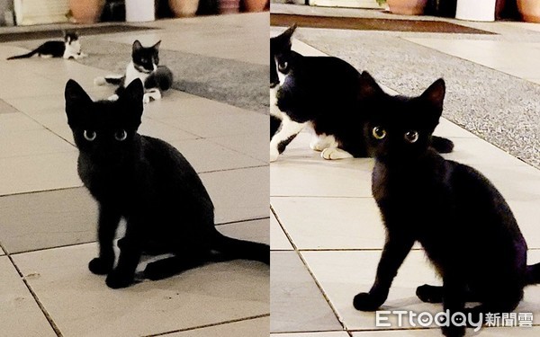 极品萌猫家门前流浪！　网见超纯毛色全*动暴**：主人是小魔女琪琪