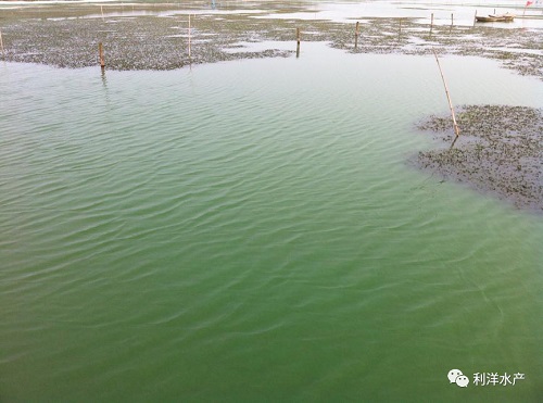 河蟹养殖怎么补菌补藻,河蟹塘倒藻