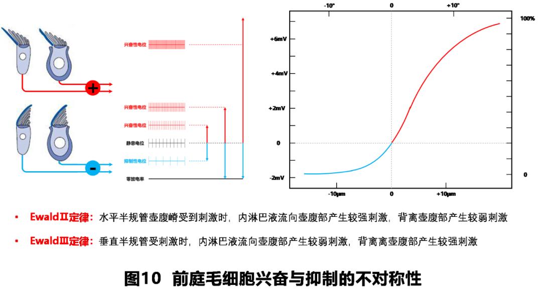 前庭性眩晕百科介绍,周围性眩晕和中枢性眩晕解剖基础