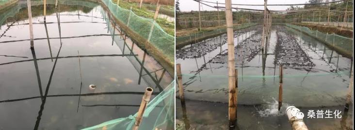 牛蛙养殖技术培训班2021,养殖牛蛙的方法和技术