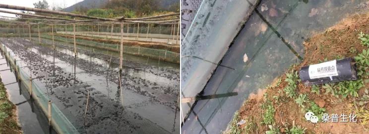 牛蛙养殖技术培训班2021,养殖牛蛙的方法和技术