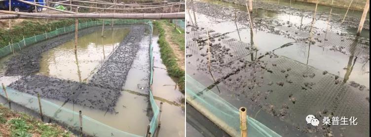 牛蛙养殖技术培训班2021,养殖牛蛙的方法和技术