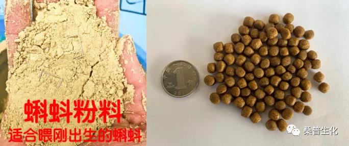 牛蛙养殖技术培训班2021,养殖牛蛙的方法和技术