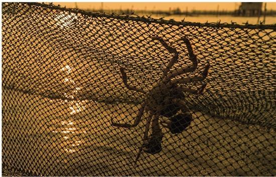 蟹乎，汝于吾之一生！蟹业大亨王志强的“湖蟹经”