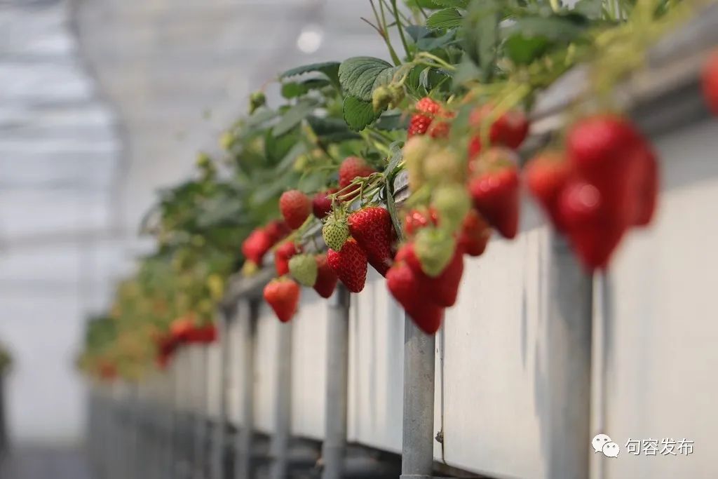 小句调查|在希望的田野上探寻小康“密码”