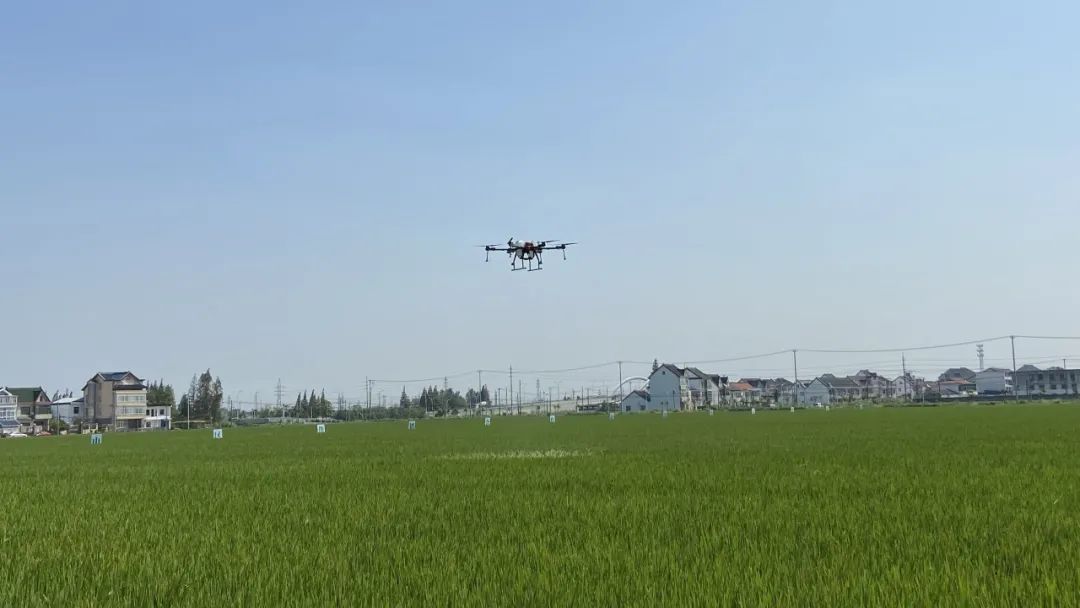 5年培育、全市首个！金山种植的这个“优质物”未来将推广至全国！