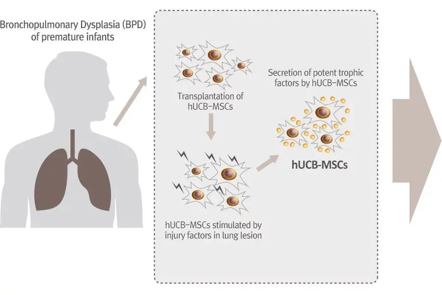 Medipost：聚焦脐血应用20年，释放再生医学潜力