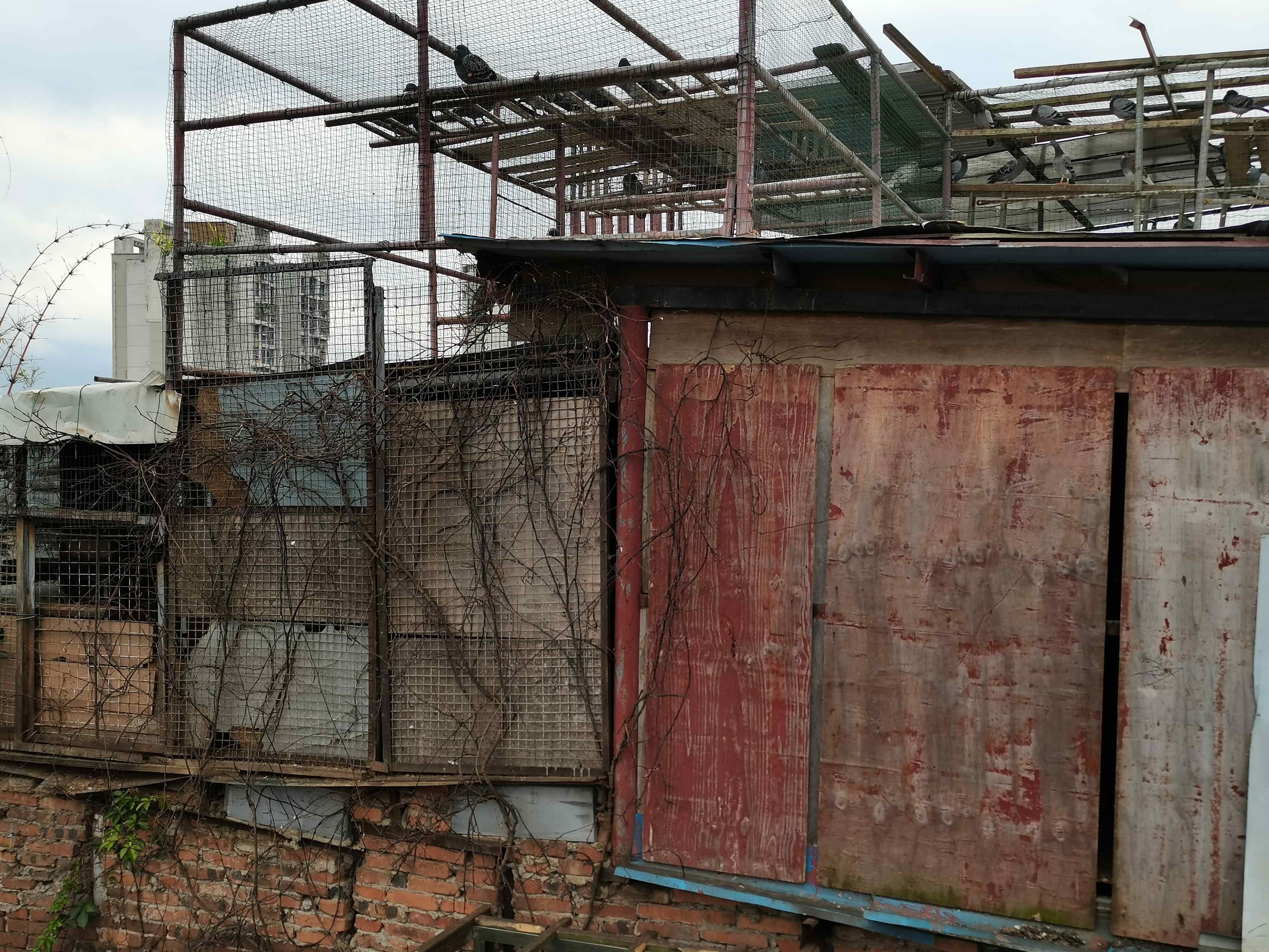 养鸽扰民最新政策,楼顶禁养鸽