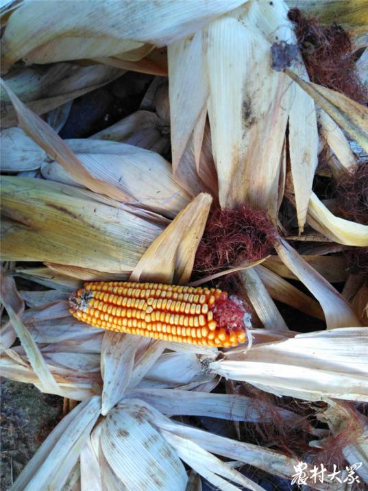 机收玉米损失率,玉米机收损失率超标原因