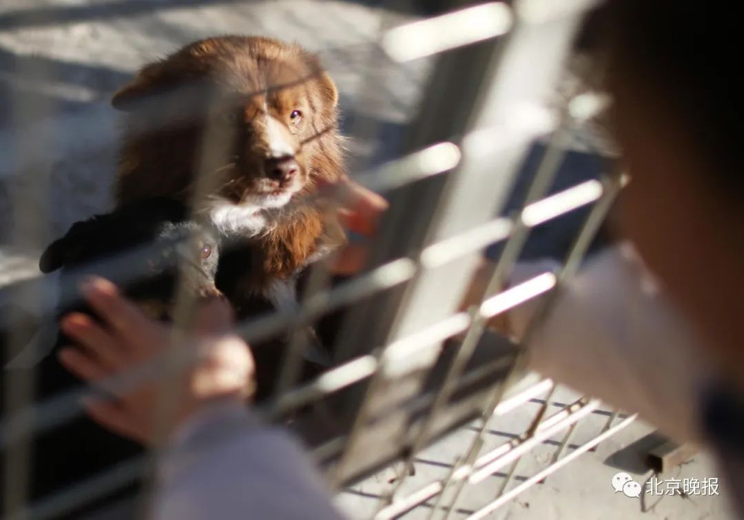 喂食流浪狗咬伤路人,关注流浪狗