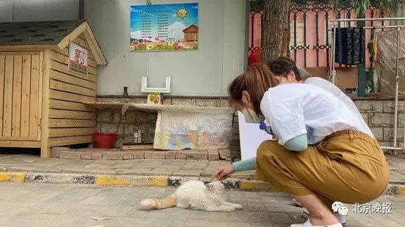 喂食流浪狗咬伤路人,关注流浪狗