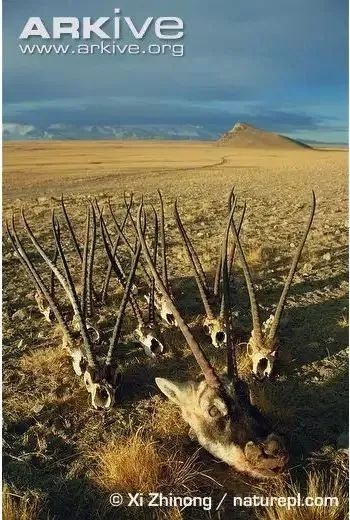 猞猁和雪兔,雪兔和猞猁