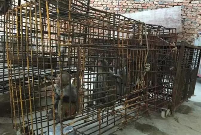 被铁链绑住，注射避孕药，连续伺候几百人后，她挣扎着死去……