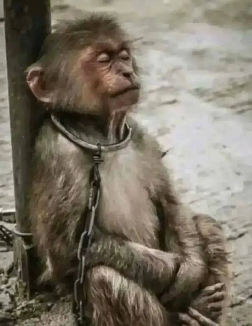 被铁链绑住，注射避孕药，连续伺候几百人后，她挣扎着死去……