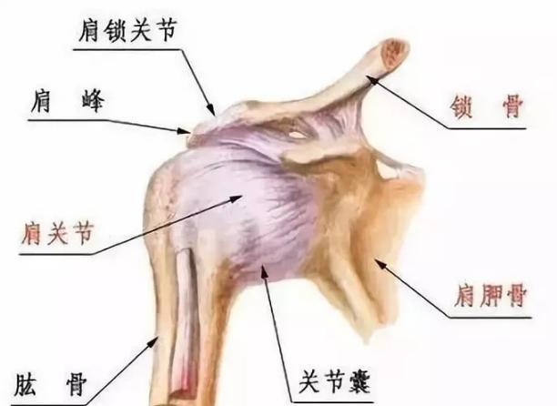 肩关节运动损伤的健康宣教,体育康复理疗专业