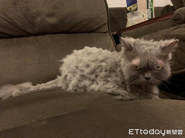 想把毛剪整齐！　天兵爸大动刀害美猫变成灰尘球