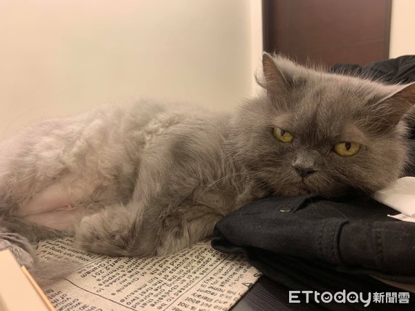 想把毛剪整齐！　天兵爸大动刀害美猫变成灰尘球