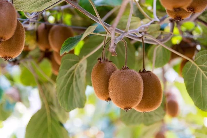 田园孟津｜现代“百果园”月月有果香