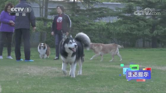 被动物咬伤的正确处理方法,被动物抓伤有什么症状