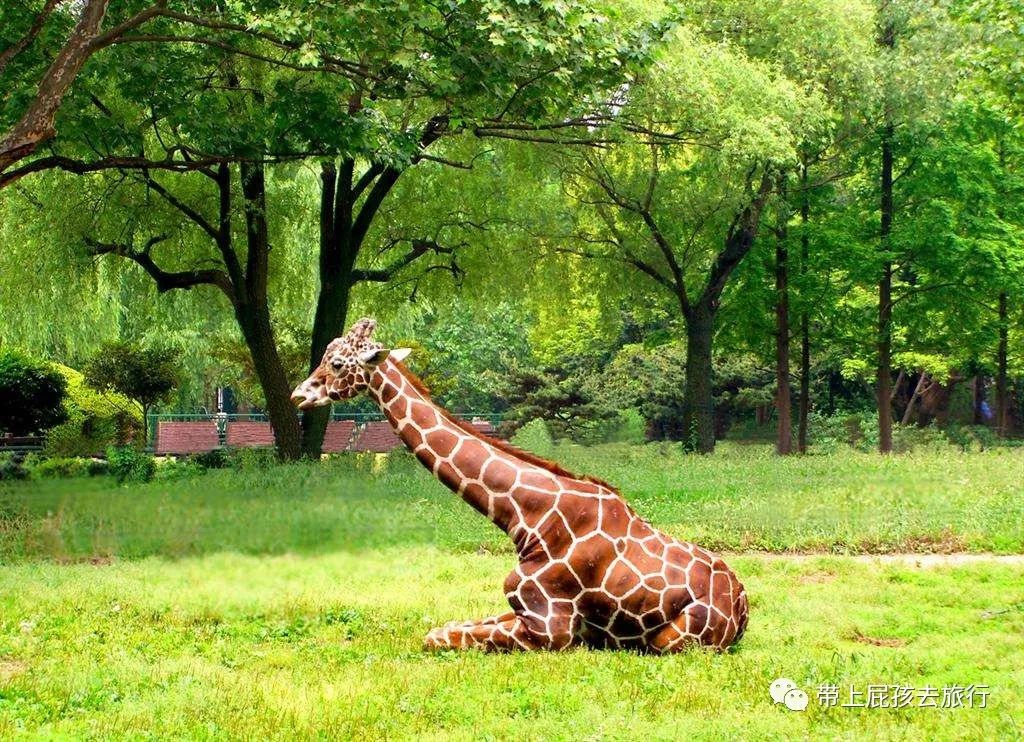 听说没解禁的你们在等上海大促，大波的酒店美食，这就来了