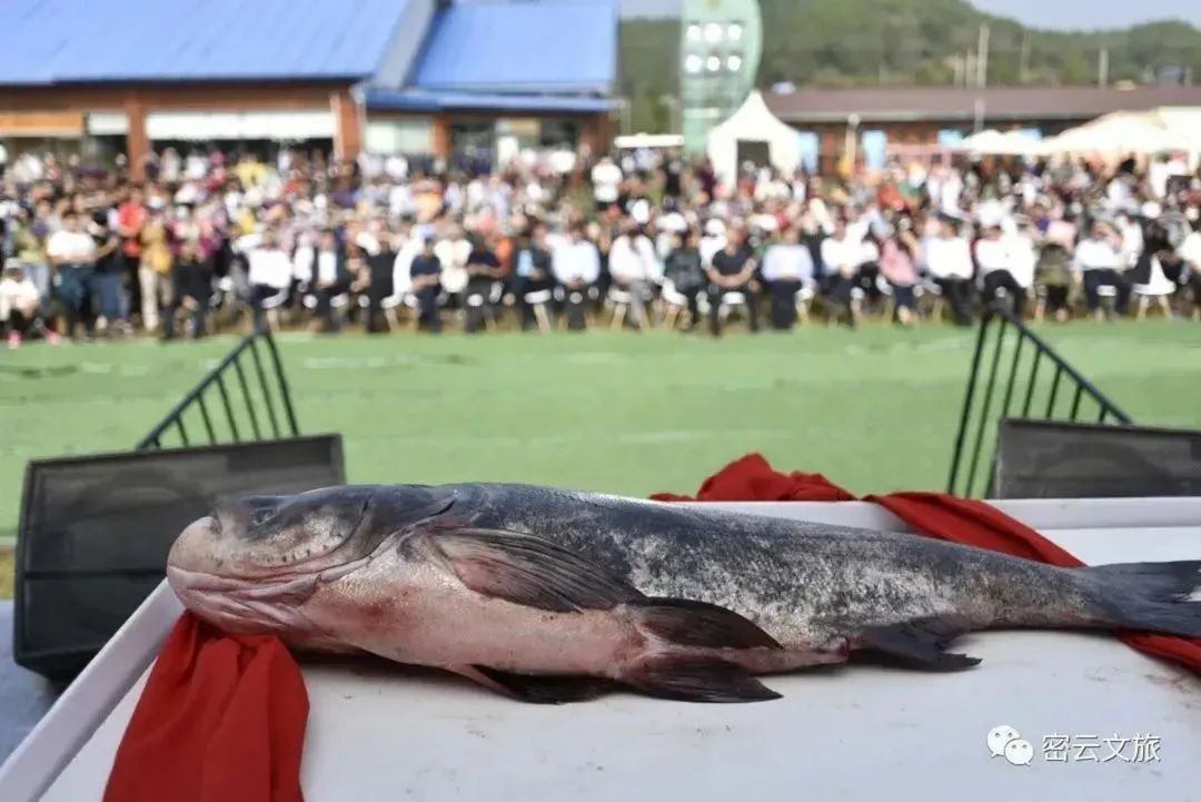 北京最好吃的鱼推荐,京郊哪里的鱼比较好吃