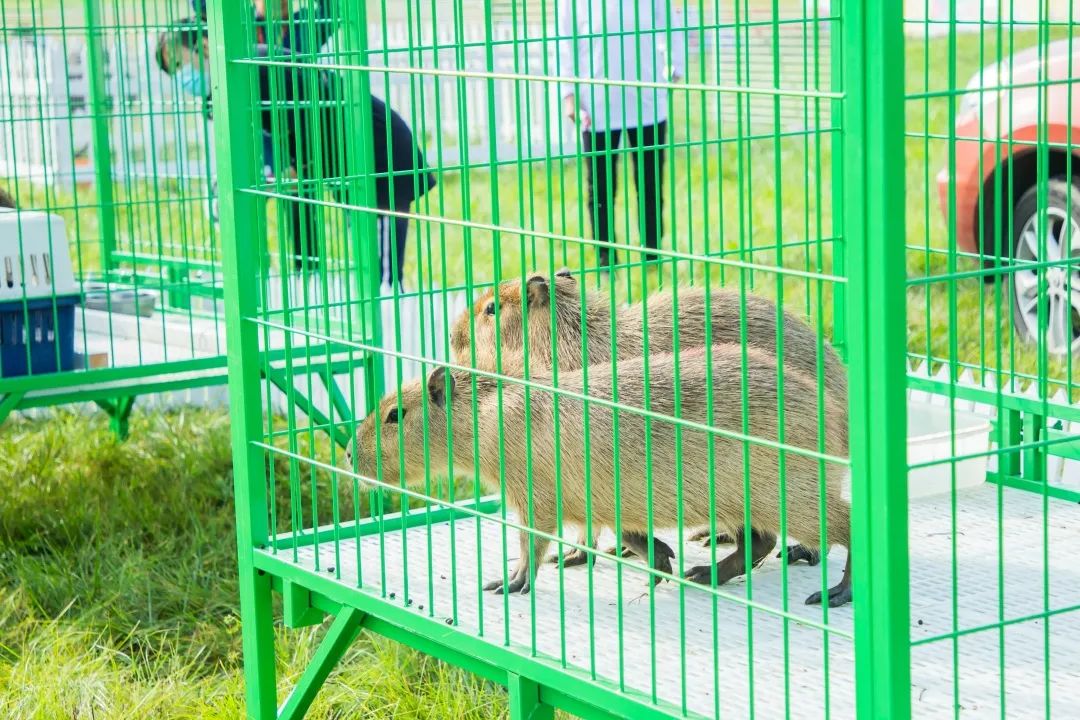 北京最好吃的鱼推荐,京郊哪里的鱼比较好吃