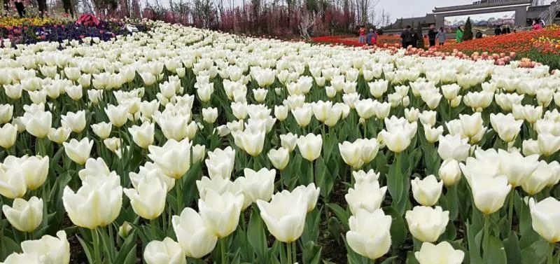 广汉哪里有好吃的地方,广汉有什么好吃的推荐