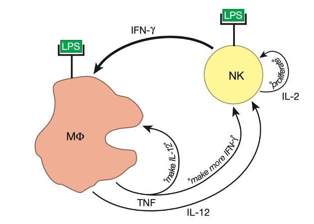 人人学懂免疫学全集,人人学懂免疫学语音版