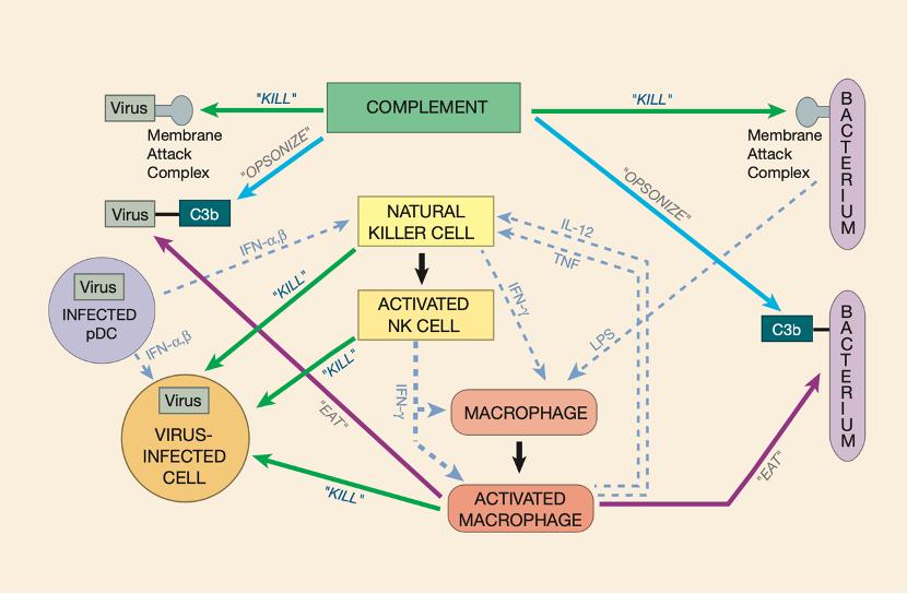 人人学懂免疫学全集,人人学懂免疫学语音版